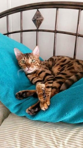 Customer photo review of 3x Blisso Advanced Cat Probiotic