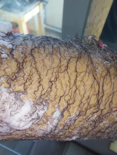 Nahaufnahme des Arms einer Testperson, auf dem die Haarentfernungscreme von Belle Body die Haare verformt.