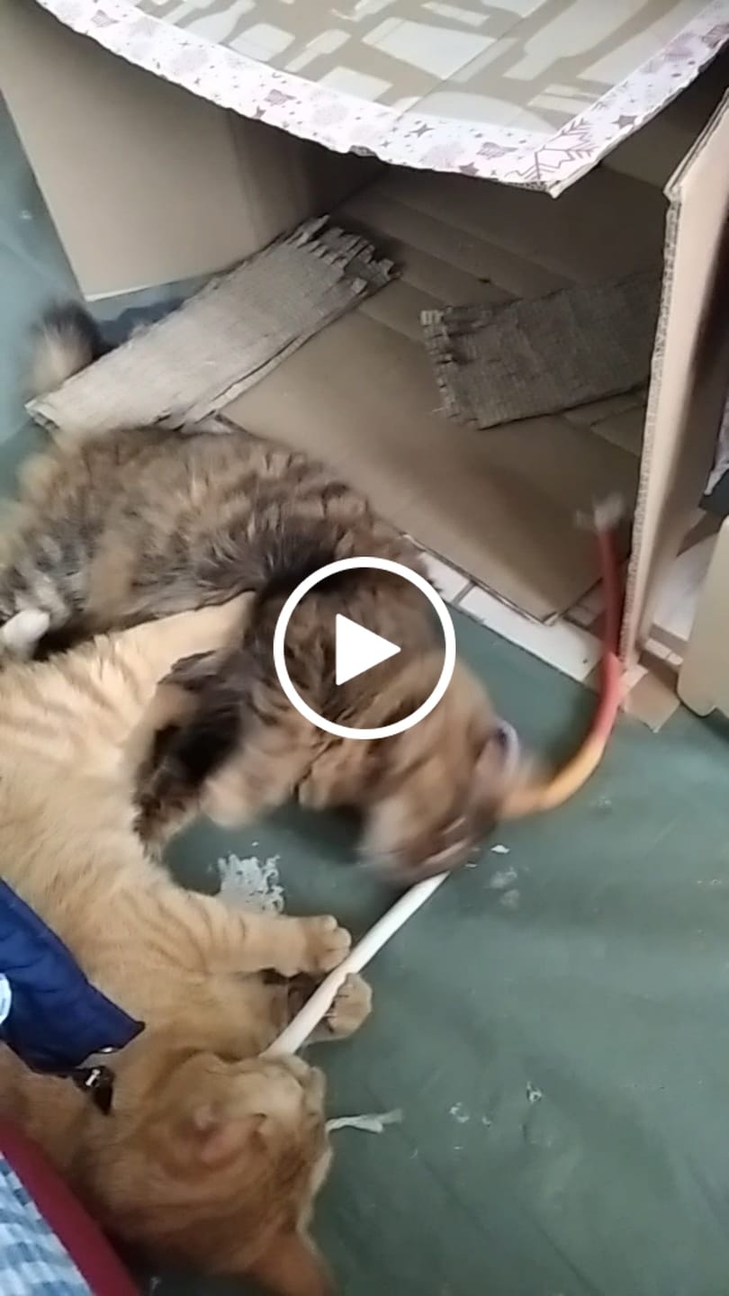 Customer video review of Konopci za Žvakanje za Mačke (Set od 3 Komada)