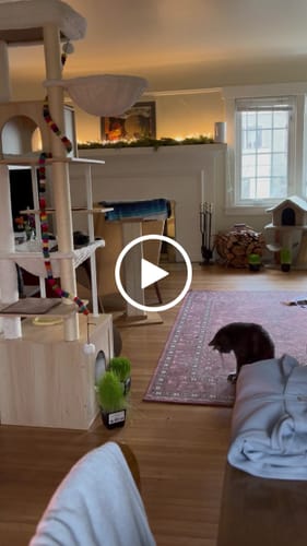 Customer video review of Interactive Bird Simulation Cat Toy Set