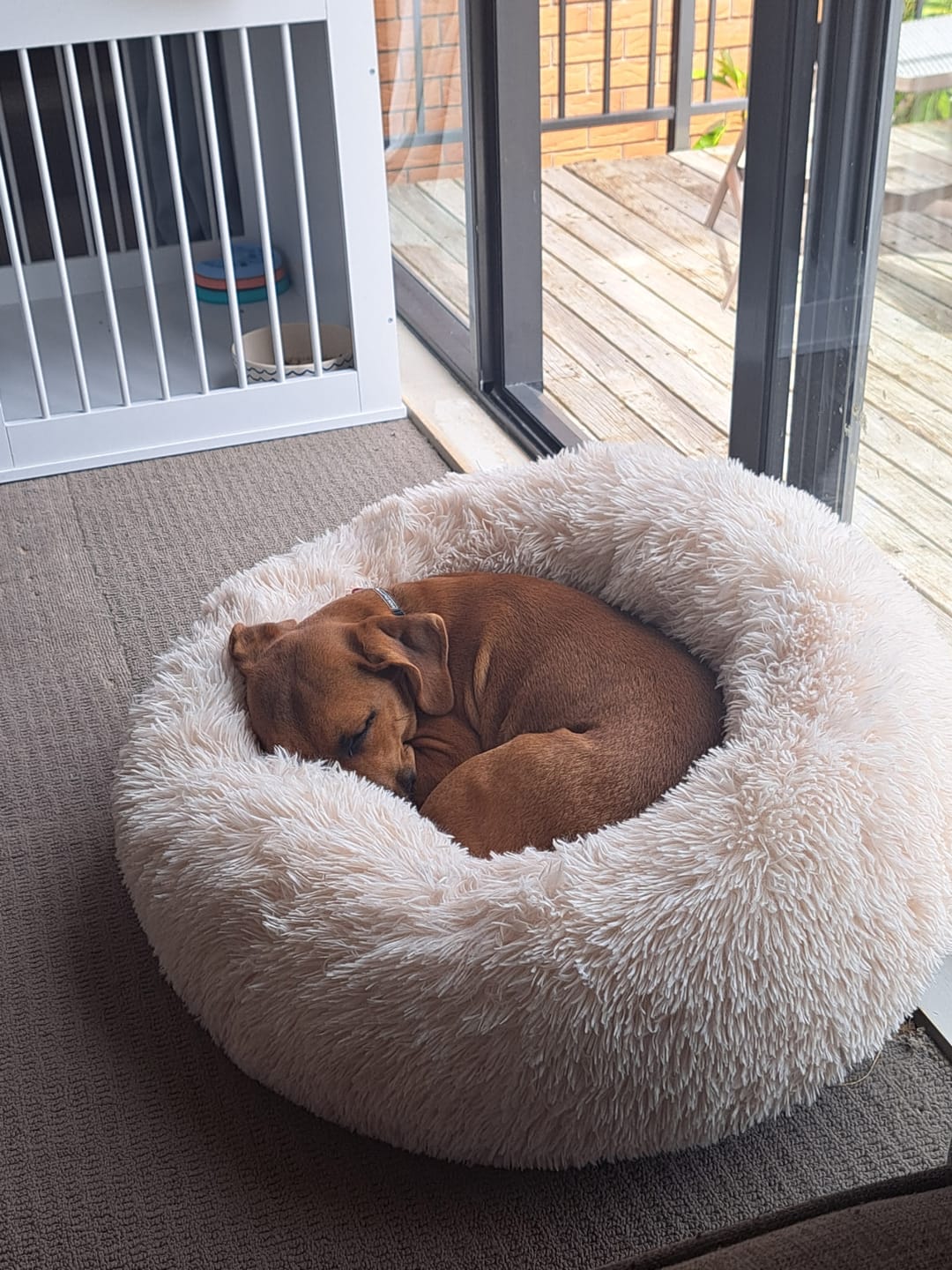 Customer photo review of Brooklyn® Deep Sleep Pet Bed