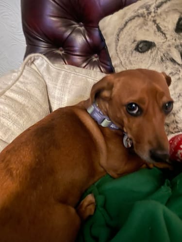 Customer photo review of Disney© Waterproof Collar - Winnie + Friends