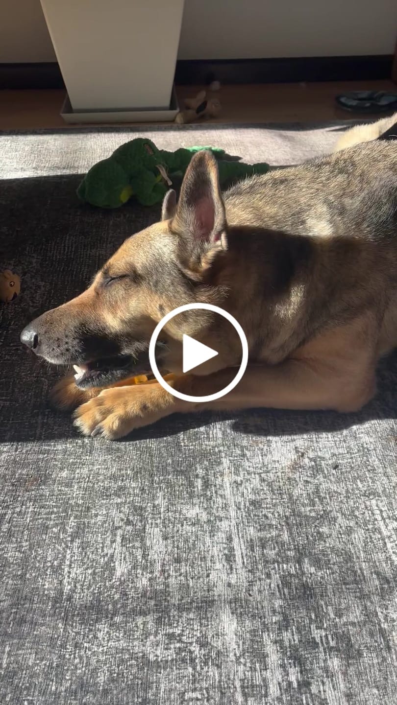 Customer video review of Pig Ears