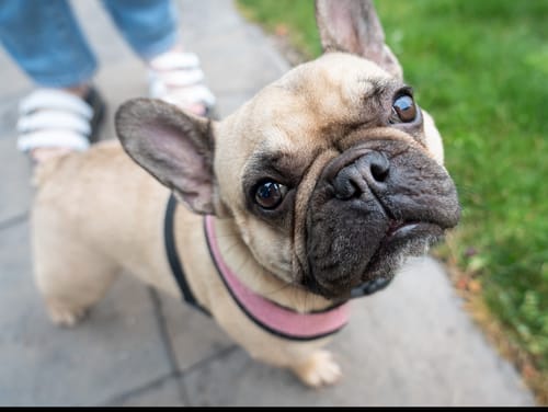 Customer photo review of Fresh Breath, Strong Gums, and Clean Teeth with the DE-01™ Dental Dogbiotic