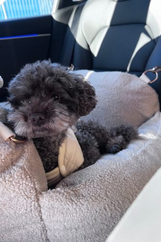 Customer photo review of Hazelnut | The Cosy Car Seat