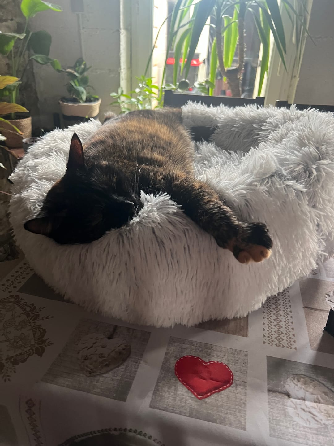Customer photo review of DODO Donut™ Orthopédique Premium – Confort & Sommeil Profond