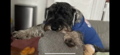 Customer photo review of DE-01 Dental Dogbiotic