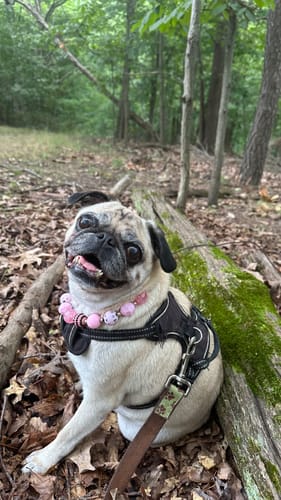 Customer photo review of DE-01 Dental Dogbiotic