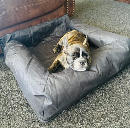 Customer photo review of Car Seat Cover