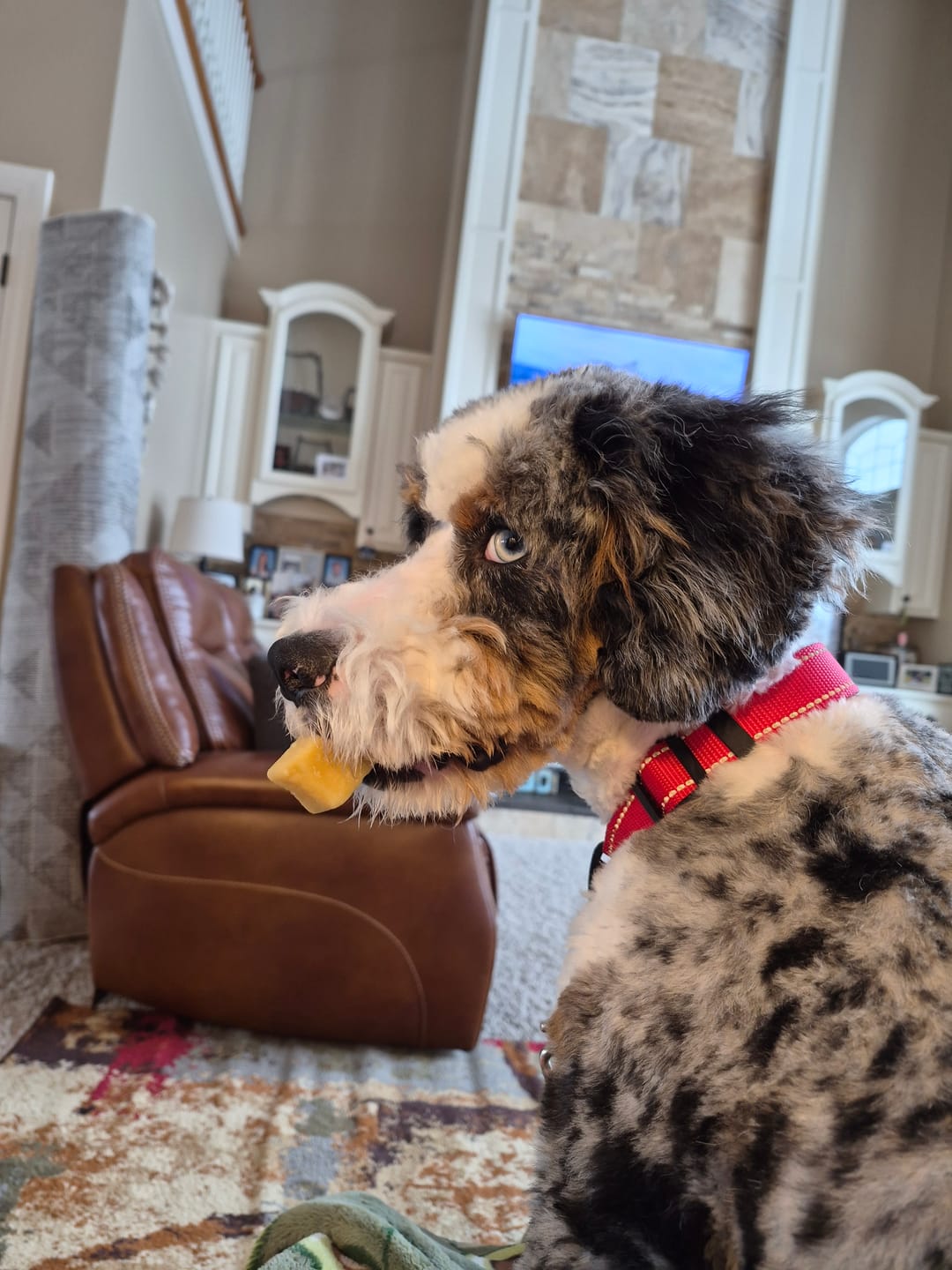 Customer photo review of Himalayan Yak Chew (LARGE)