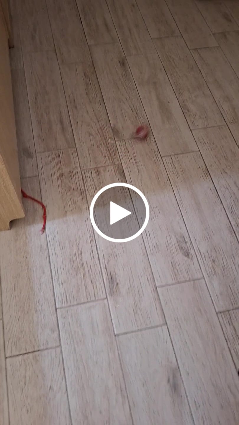 Customer video review of Pametna Interaktivna Loptica za Kućne Ljubimce