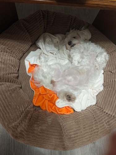 Customer photo review of CozyNest Prémium Puha Fánk Alakú Kutya és Macska Fekhely