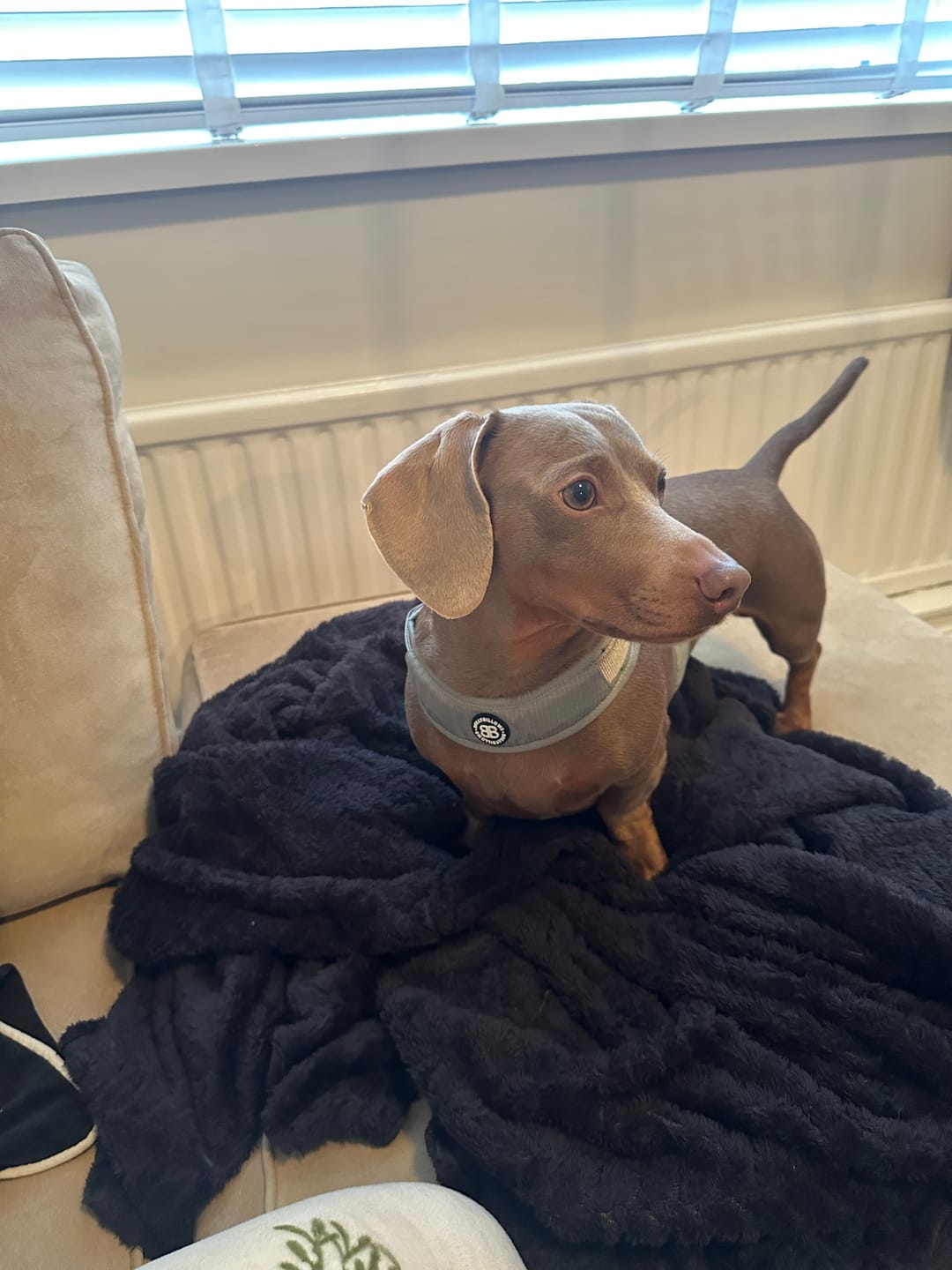 Customer photo review of Boomerang Harness - XS-M Breeds - Pink