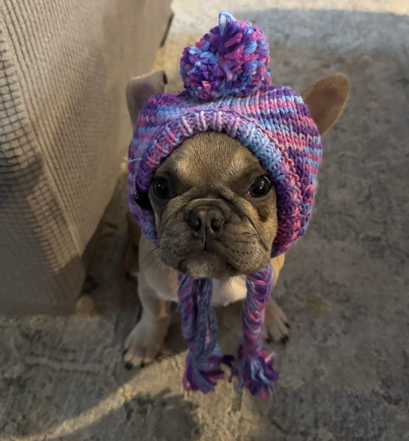 Customer photo review of Knit Pom Pom Dog Beanie Hats