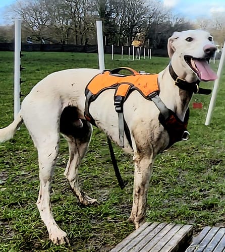 Customer photo review of Escape proof Harness (3 Strap)