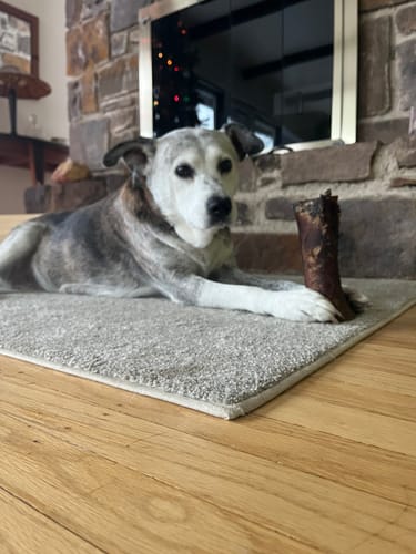 Reviewer's dog lying on a rug, resting its paw on a large Smoked Beef Marrow Bone.