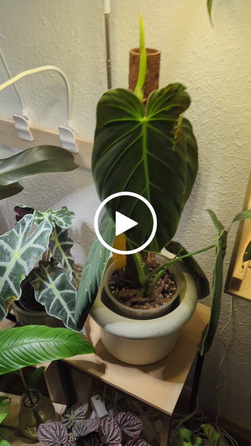 Customer video review of Aroid Mix