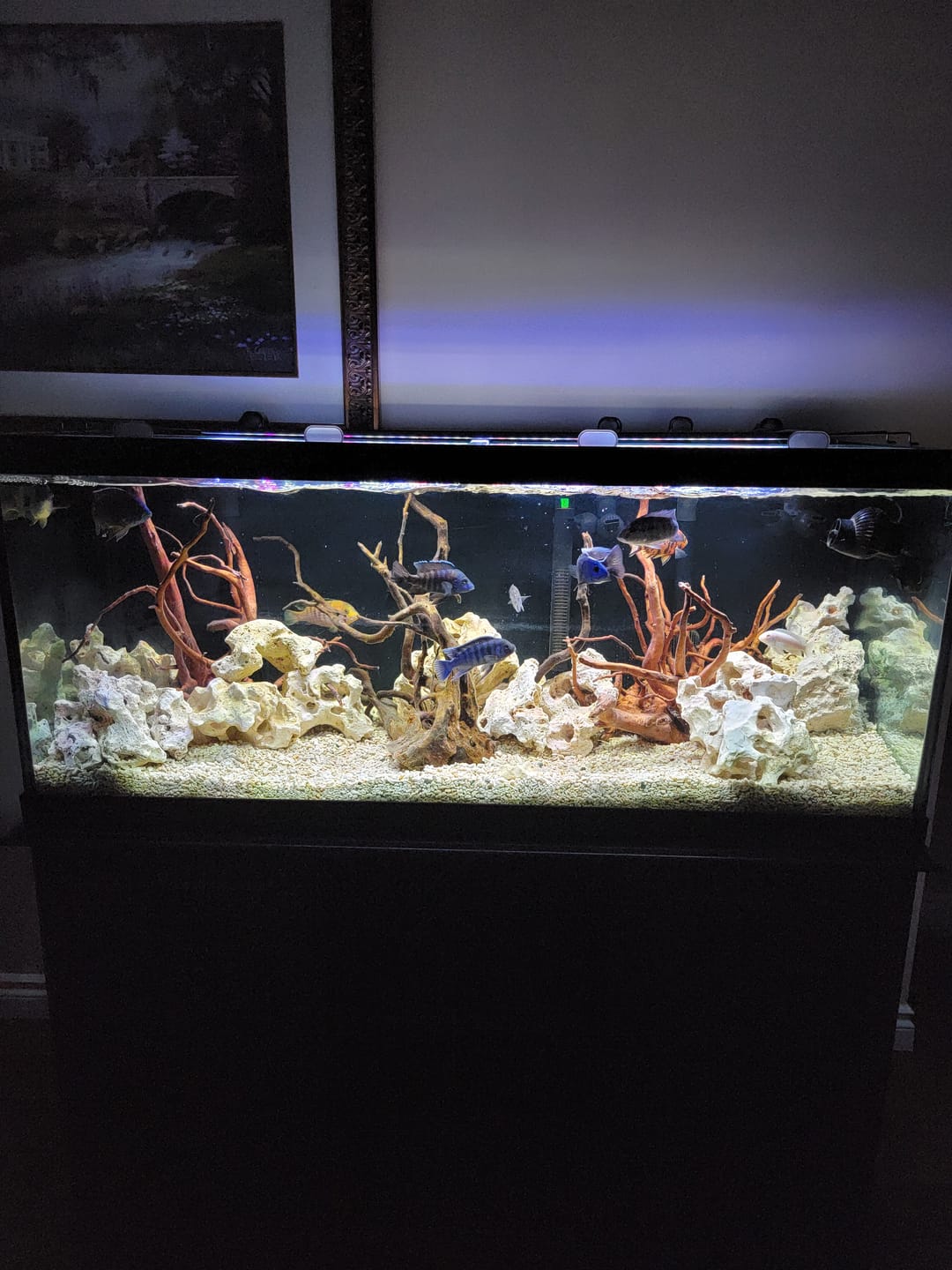 Customer photo review of Fluval E Series Heater