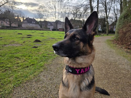 Customer photo review of Martingale halsband med namn