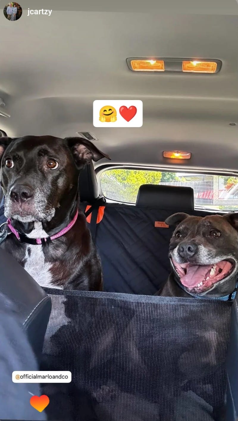 Customer photo review of Marlo&Co™ Dog Seat Cover