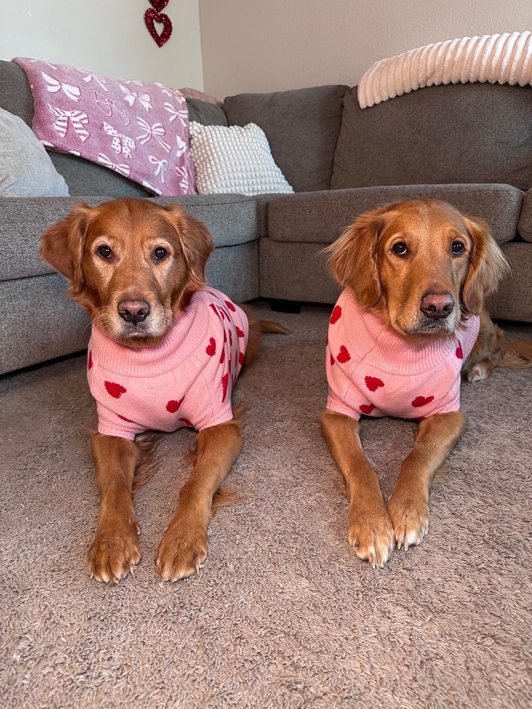 Customer photo review of Hearts Knit Dog Sweater