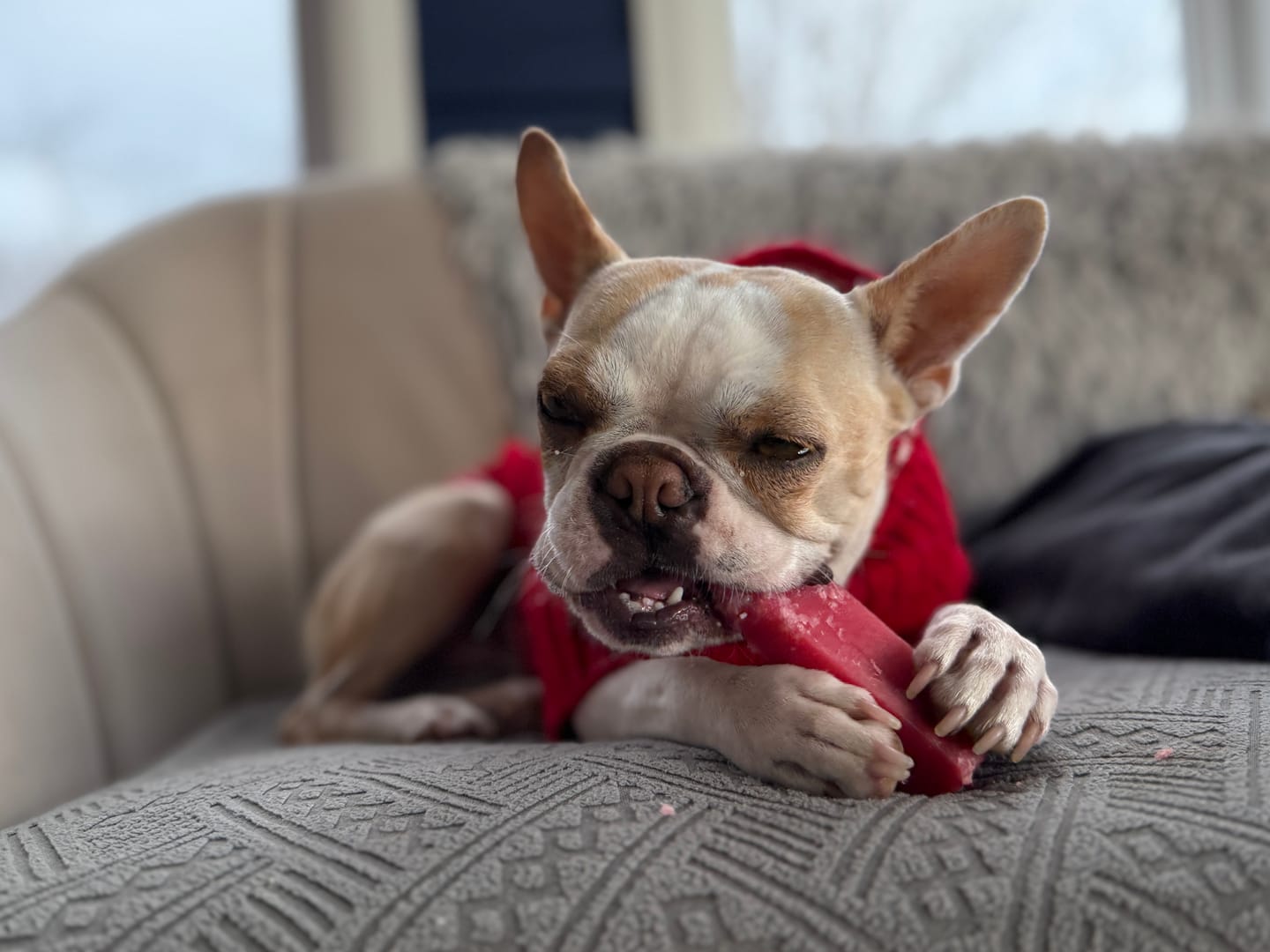 Customer photo review of Strawberry Himalayan Yak Chew (MEDIUM)