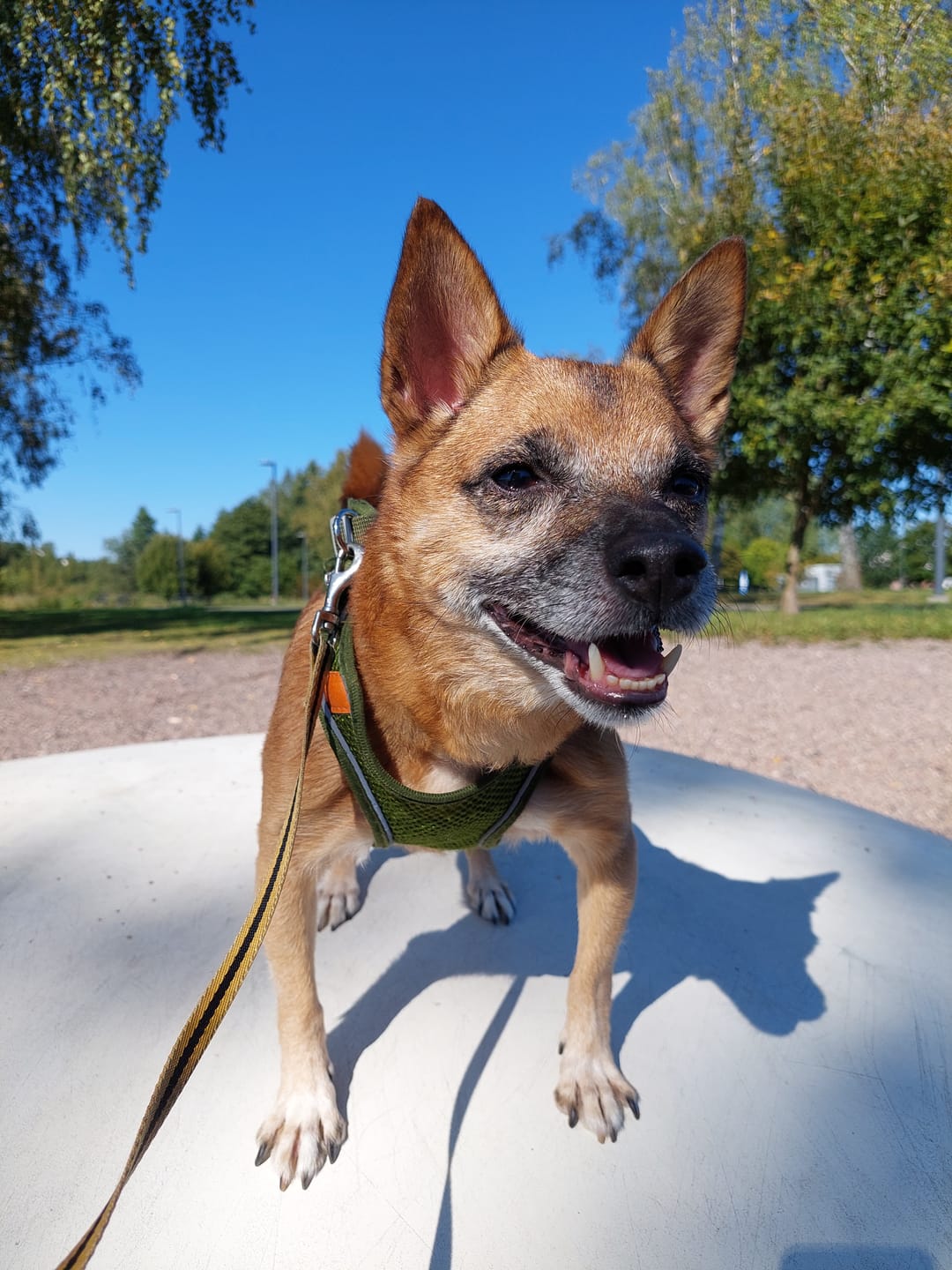 Customer photo review of da-ba RELAX Plus | Cat and Dog Calming Supplement