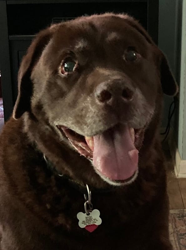 Customer photo review of Pet Dental Spray by Furaqua || Veterinarian Recommended 🏆