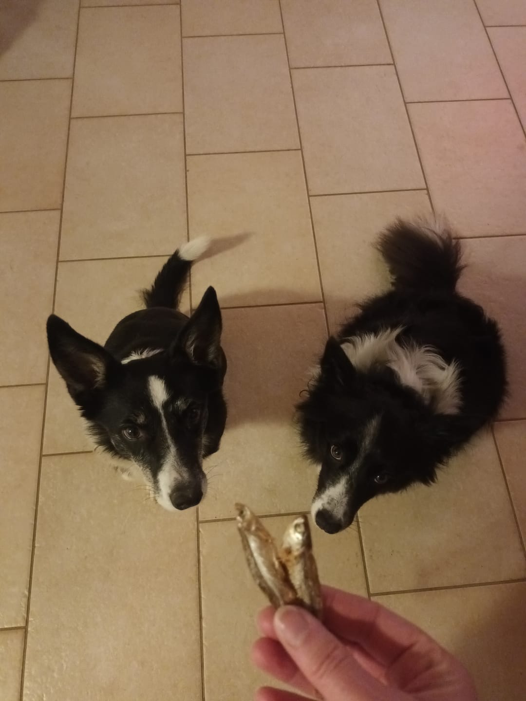 Customer photo review of Sardine (200 g)