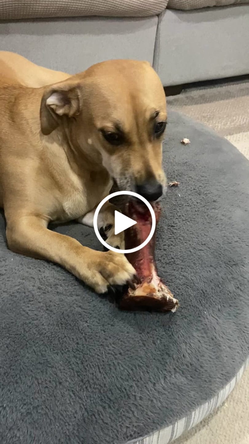 Customer video review of Large Dog Black Friday Bundle II (4x 5oz Jerky Bags + 4x LARGE Smoked Marrow Bones)