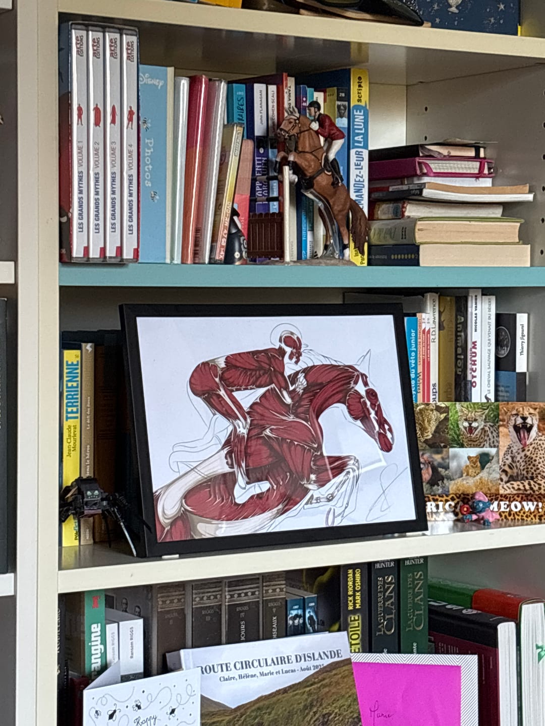 Customer photo review of Poster anatomique du cavalier -