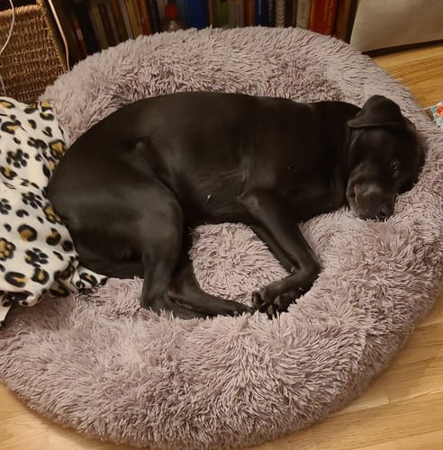 Customer photo review of Puppery Hundebett Wolke 7 - Das Original