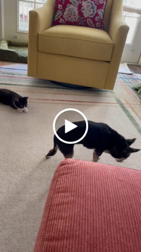 Customer video review of Freedom Joint Drops