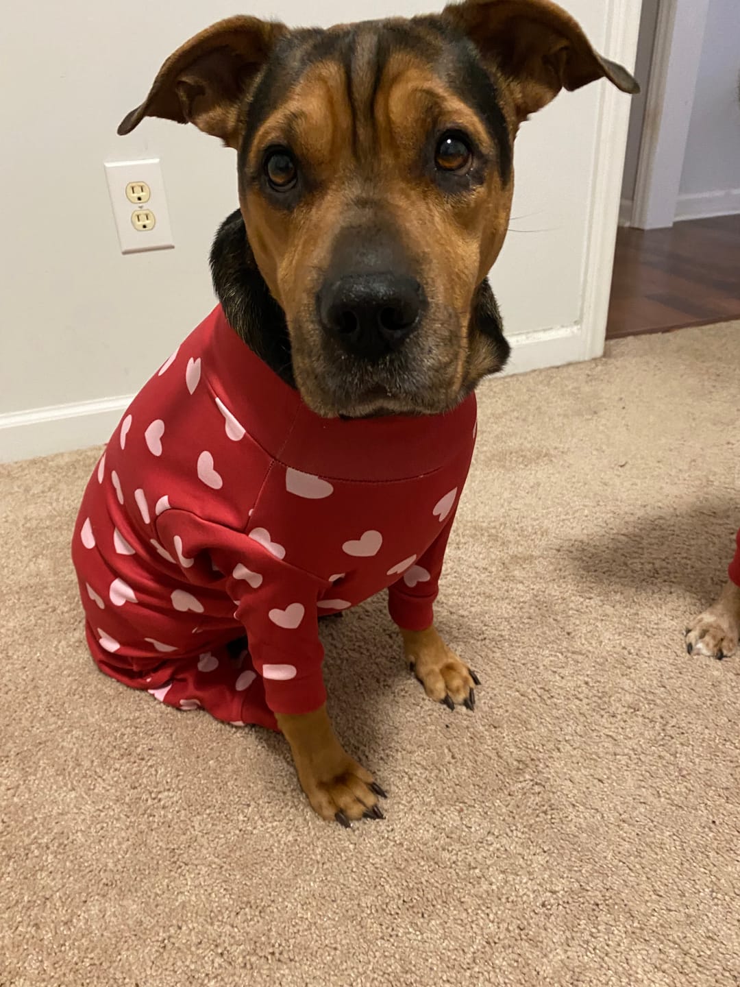 Customer photo review of Dog Pajama - Red Hearts