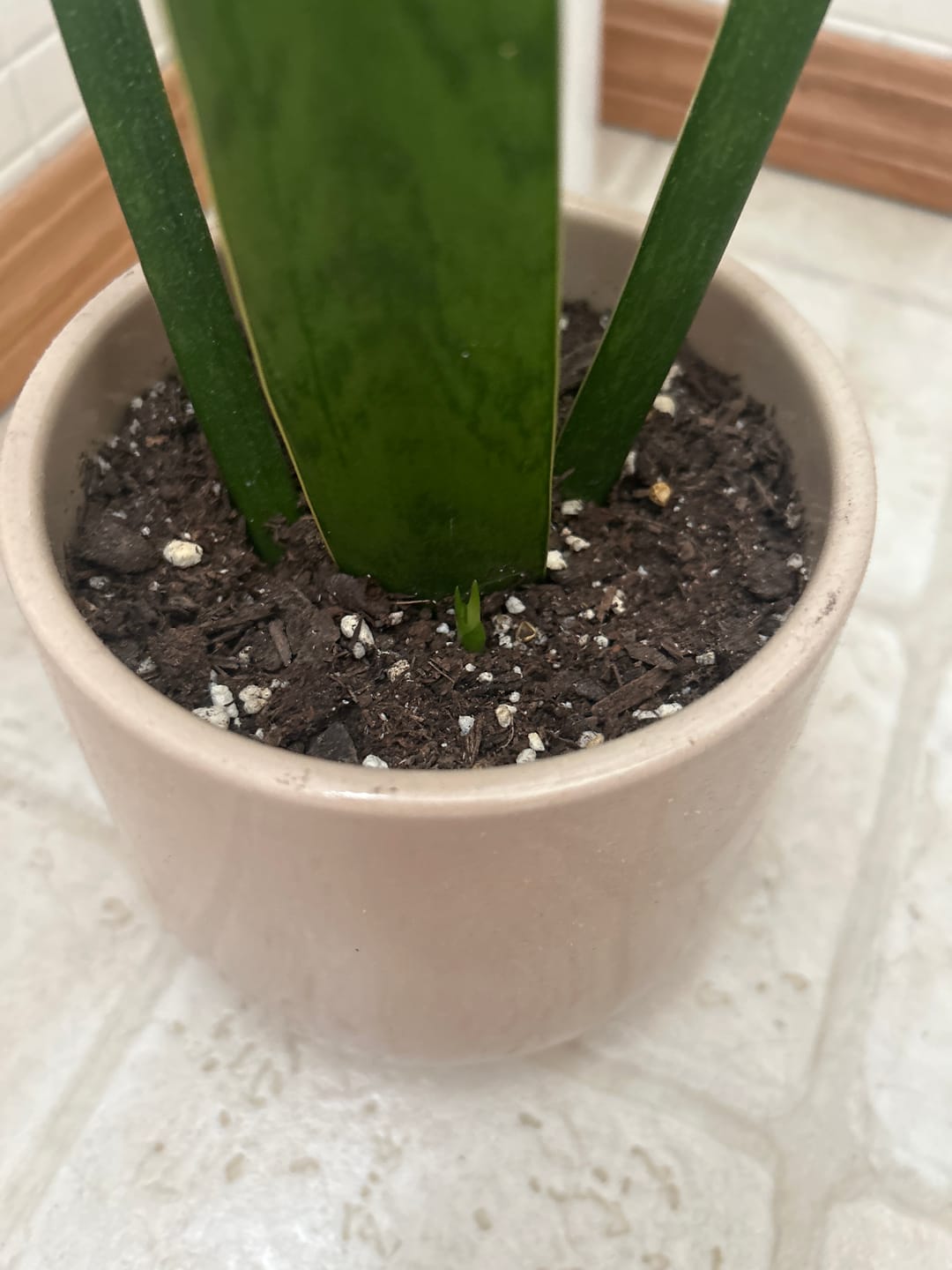Customer photo review of Kelpy Food for Plants