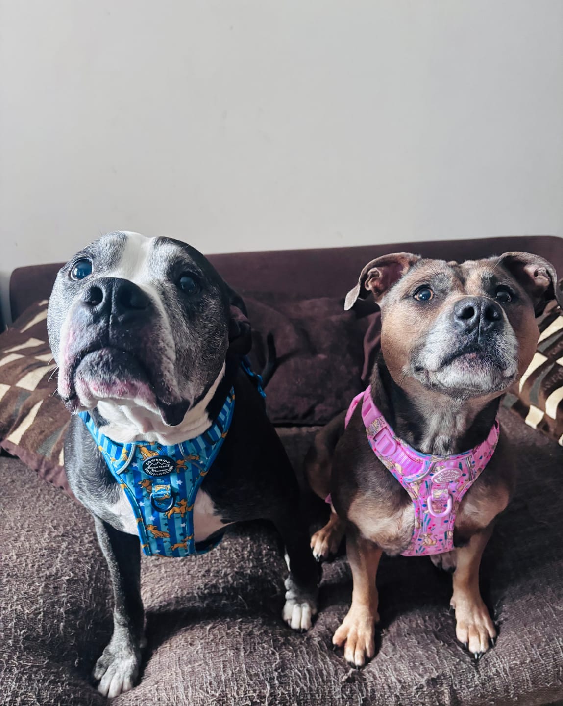 Customer photo review of Disney© Tough Trails™ Harness - Simba