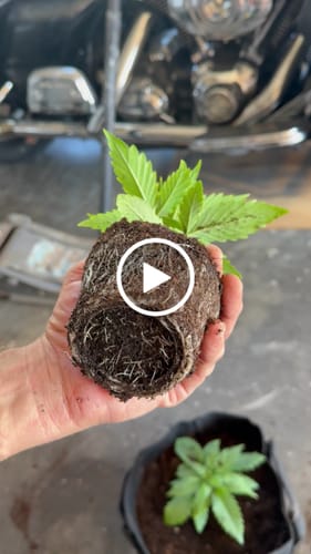 Customer video review of Plant Juice