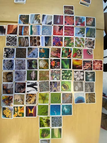 Reviewer's game of OuiSi Nature in progress, with many colorful photo cards spread out on a wooden table.