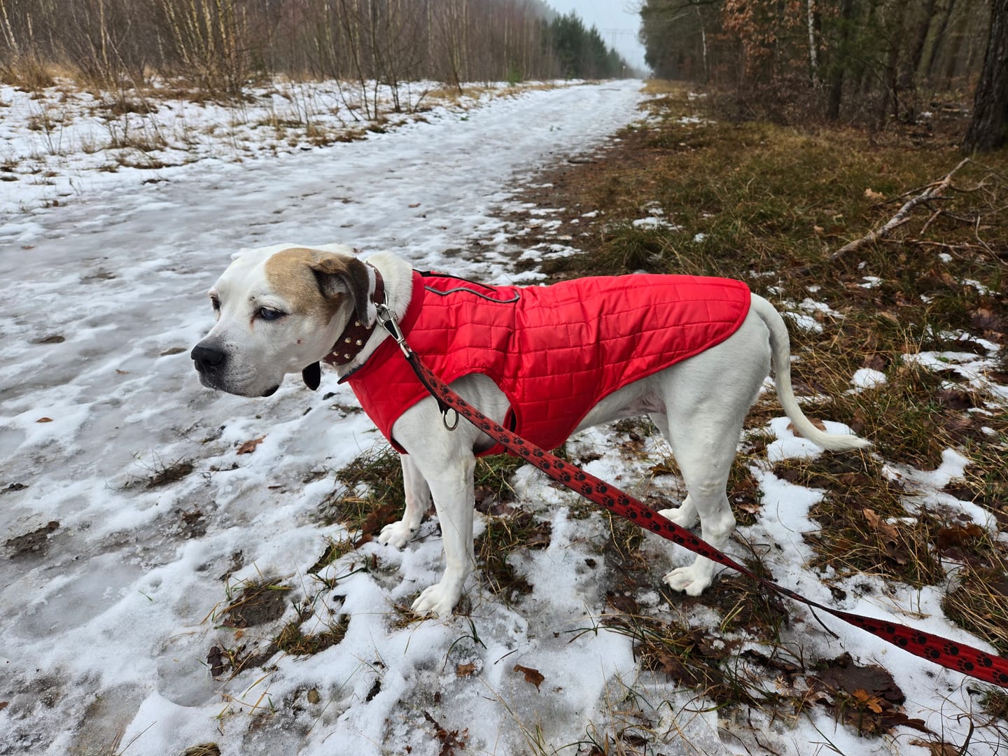 Customer photo review of Emmalove - Wasserdichte Hundeweste