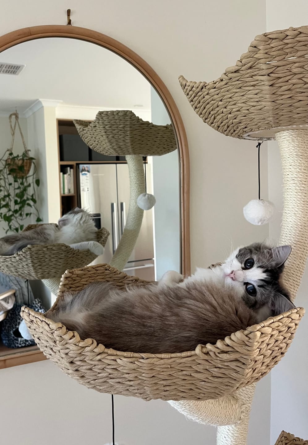Customer photo review of MICHU Ivy Cat Tower Deluxe 4-Tier Designer Tall Cat Tree