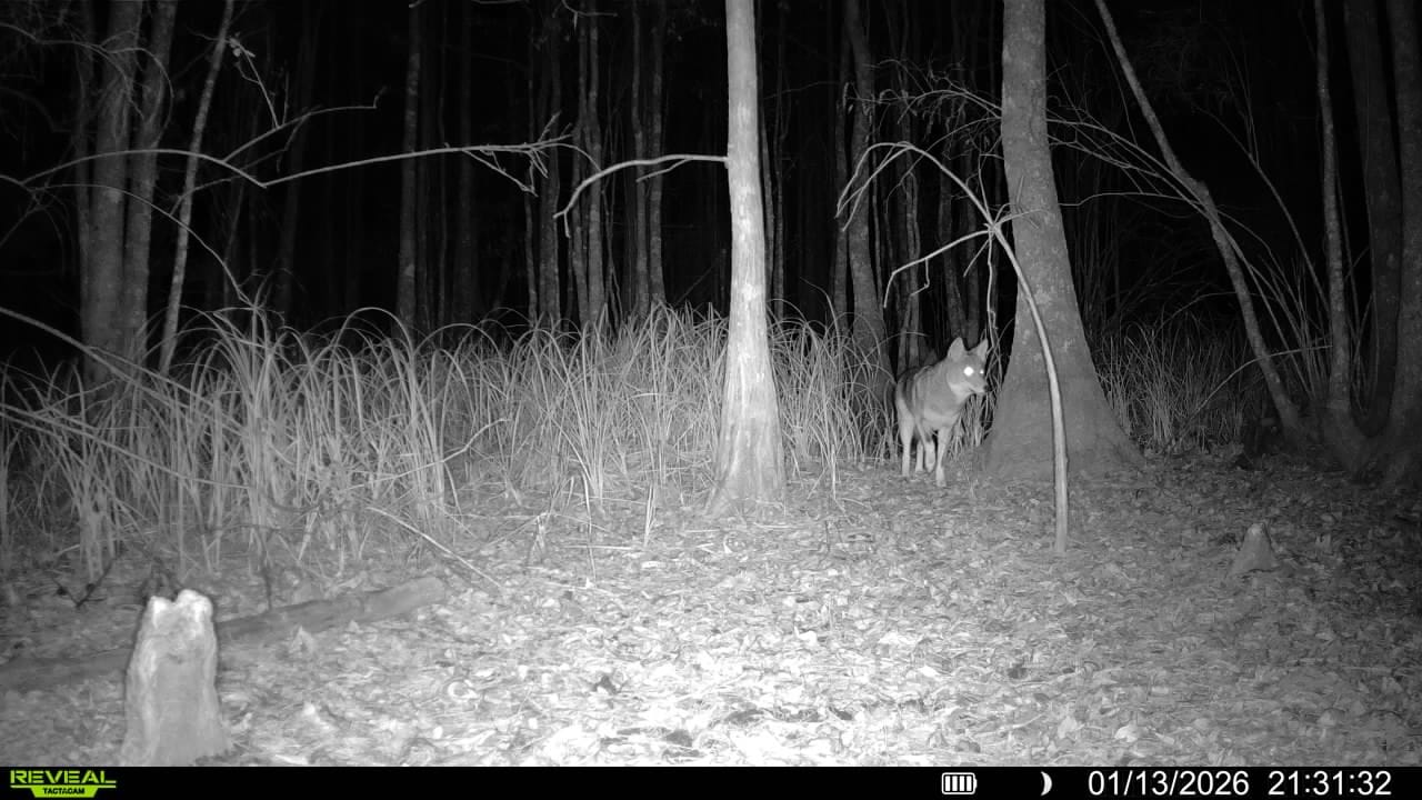 Customer photo review of TACTACAM REVEAL X Gen 3.0 Cellular Trail Camera Advanced Hunting Technology