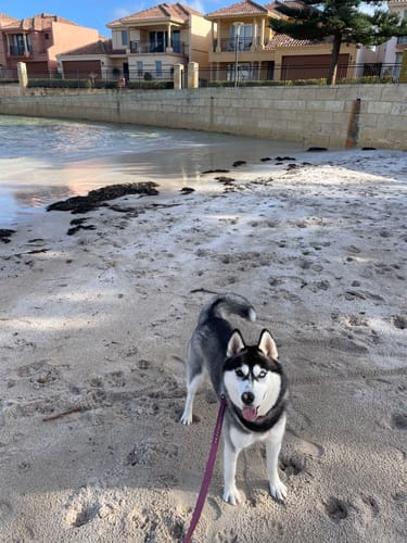 Customer photo review of Leather Dog Leash - Ruthless Pink & Black (Standard)
