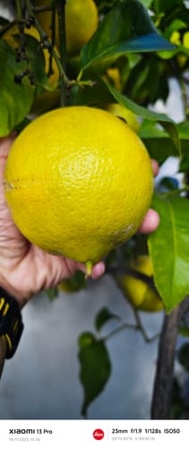 Customer photo review of Fertibono CitriPlus: Abono Cítricos, (5L), Rico en Hierro, Zinc, Calcio,Manganeso, Magnesio, AminoAcidos y NPK - Abono Plantas, Ecológico, Residuo Cero