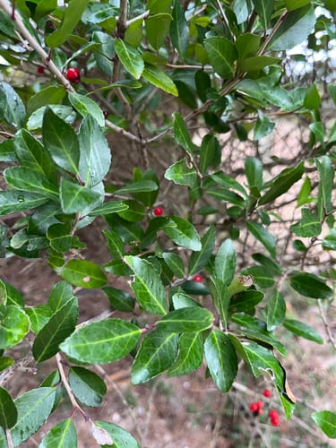 Customer photo review of Florida Earl Grey