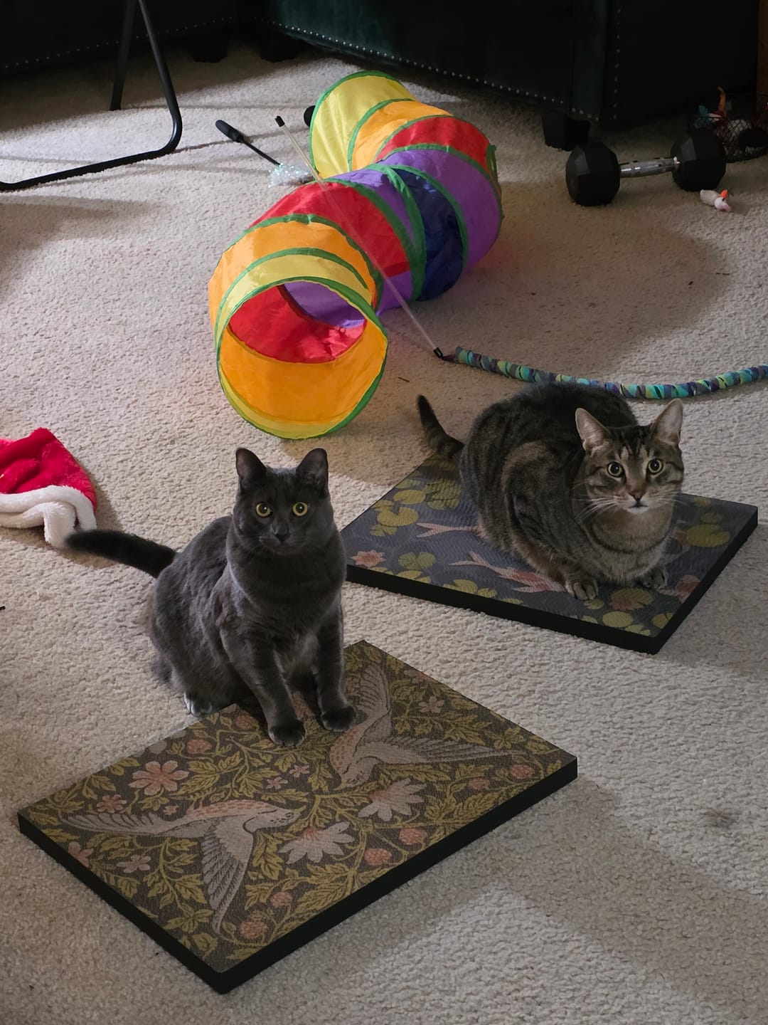 Customer photo review of Strawberry Vine - Luxury Cat Scratching Board