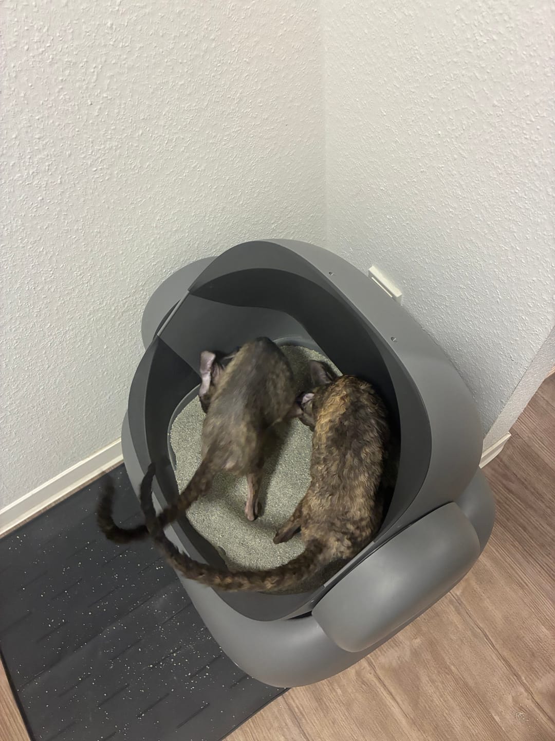 Customer photo review of Neakasa M1 Plus mit Step Selbstreinigende Katzentoilette