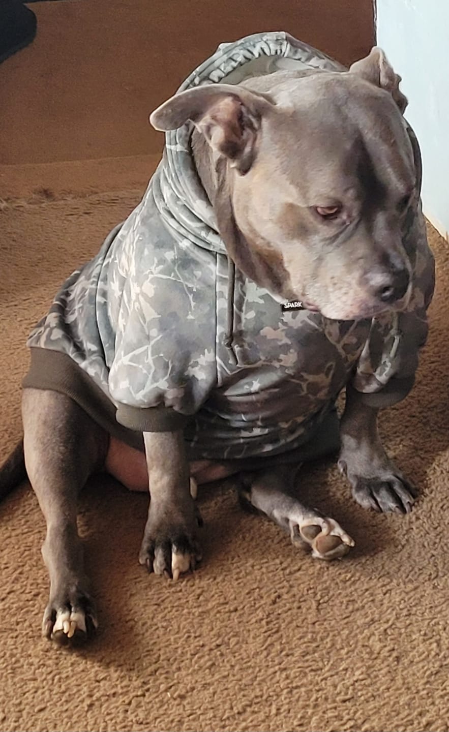 Customer photo review of Concrete Wood Dog Hoodie - Timber