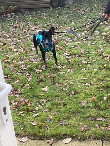 Customer photo review of Escape proof Harness (3 Strap)