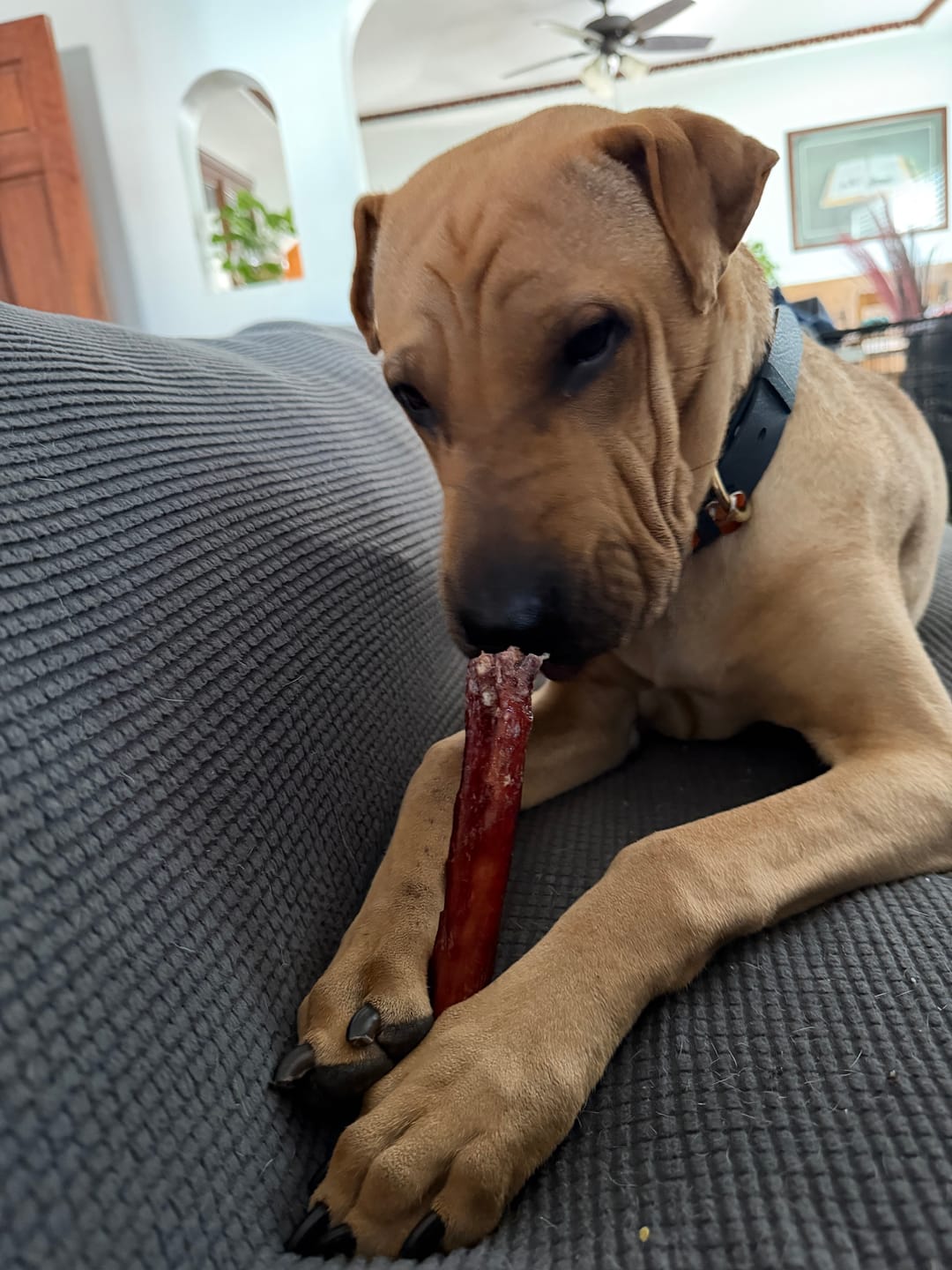 Customer photo review of 5-6 Inch Champion Chew