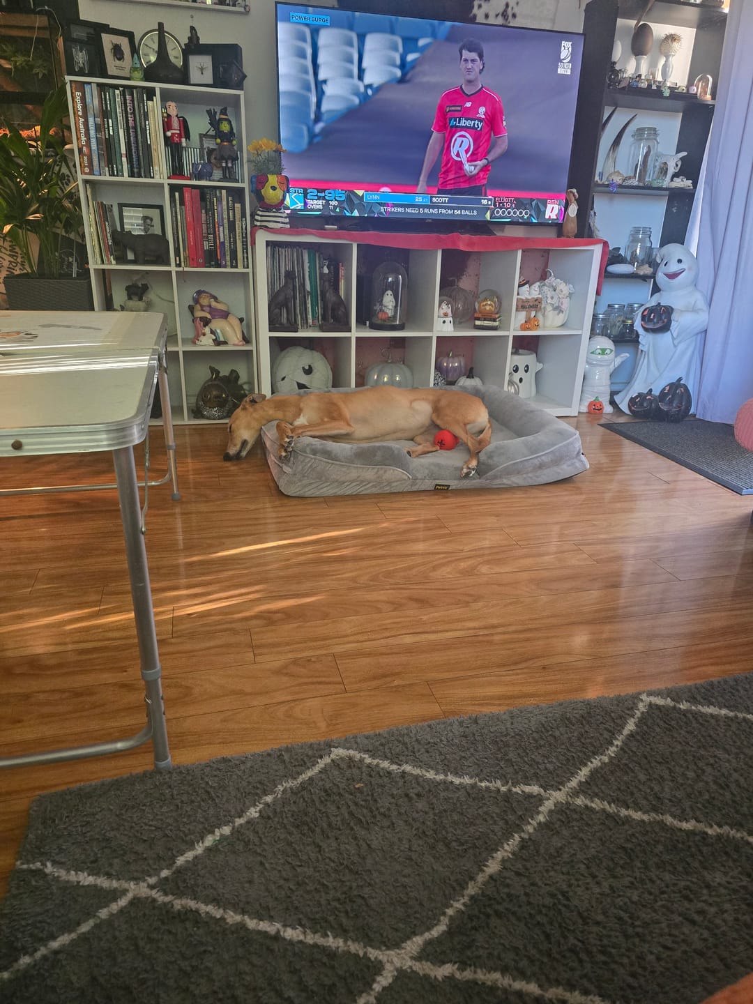 Customer photo review of Memory Foam Pet Sofa Bed